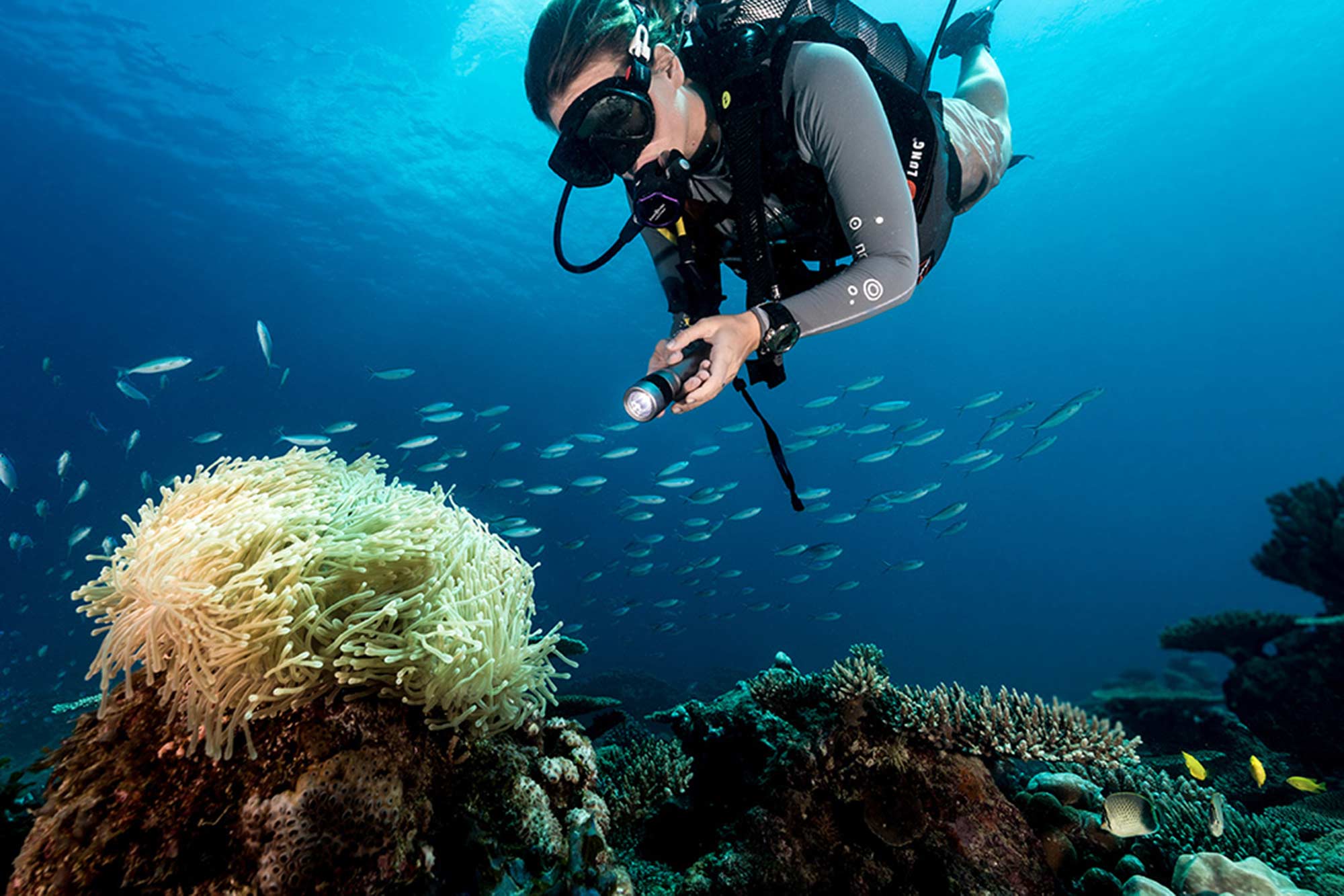 Diving holidays. Хиккадува дайвинг. Подводный мир на Сейшелах снорклинг. Сейшелы снорклинг. Сейшелы дайвинг.