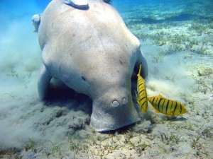 Warwick Le Lagon Resort & Spa - Friendly Dugong