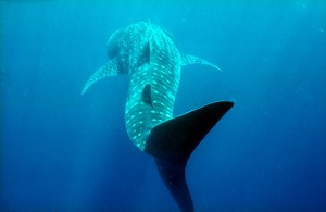 The Potshot Hotel - Whale Shark