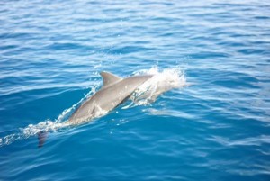 Kokopo Beach Bungalows - Dolphin