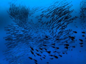 MV Golden Dawn - Schooling Fish