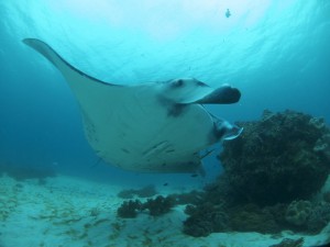 MV Golden Dawn - Manta Ray