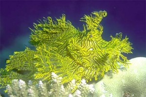 MV Chertan - Weedy Scorpionfish