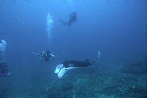 MV Chertan - Manta Encounter