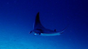 Fatboy's Resort - Scuba Diving