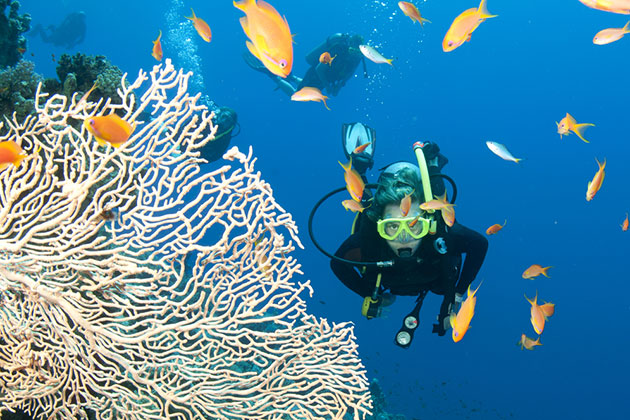 Pacific Dive
