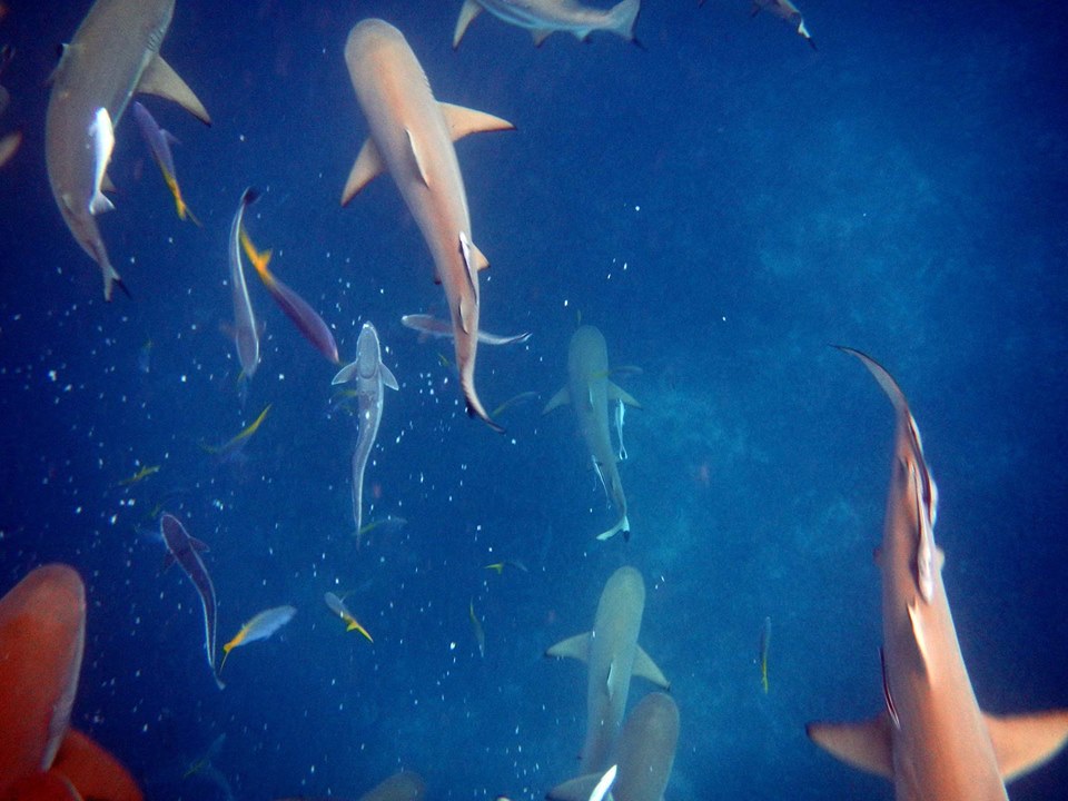 Palau Siren Liveaboard