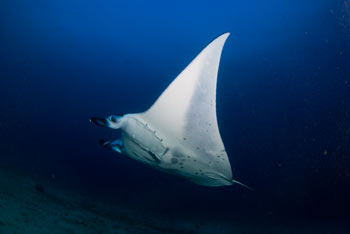 Indo Siren Liveaboard