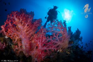 Diving in Kimbe Bay