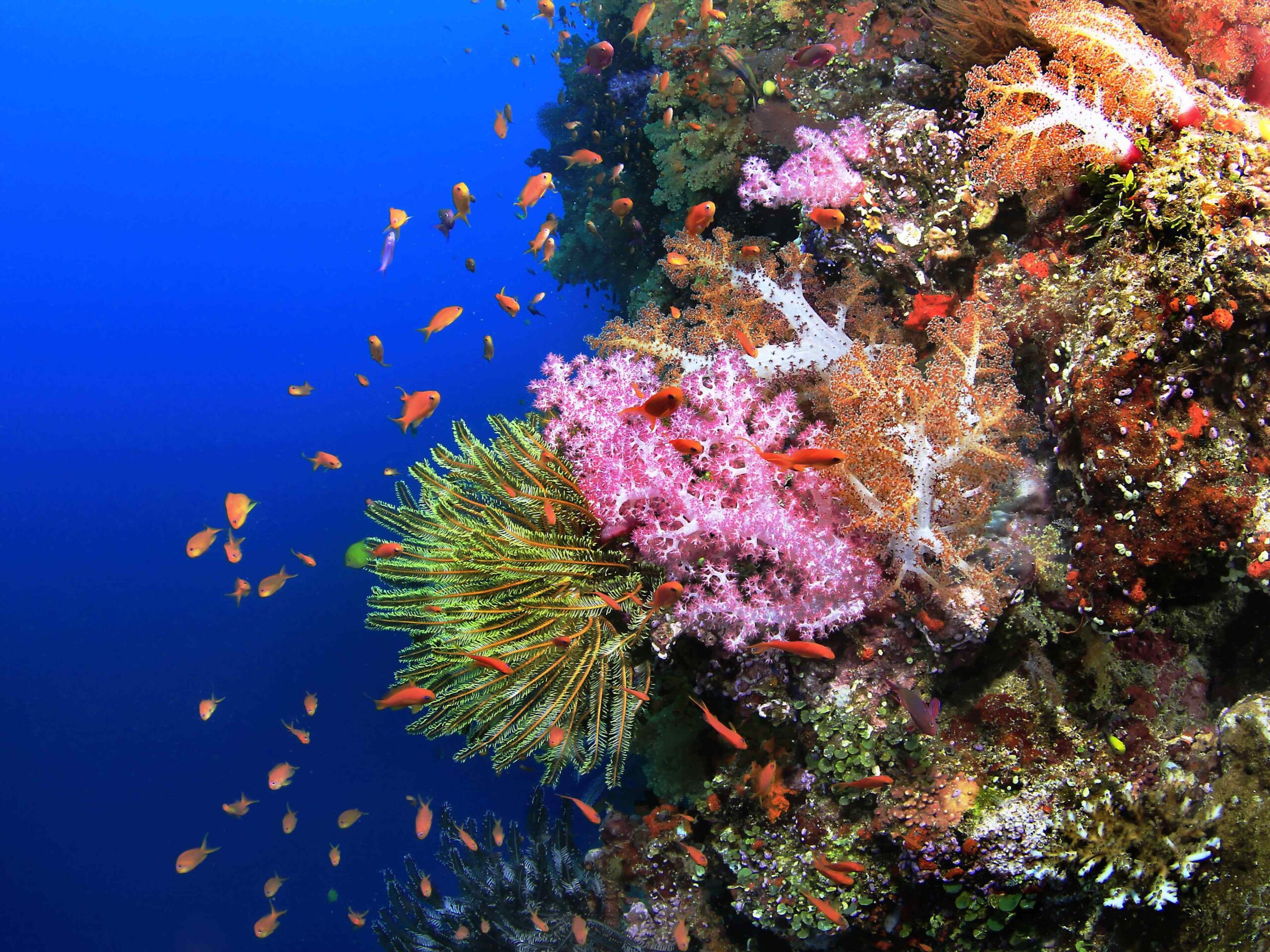 Warwick Fiji Stay and Save